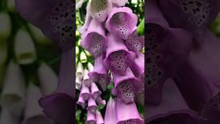 Foxglove! Must have for your flower garden! #flower #gardening #flowergarden #gardeninglovers #plant