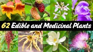 Southeast Foraging Guide: 62 Edible and Medicinal Plants