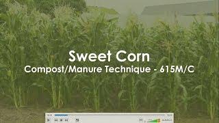 Sweetcorn 615MC