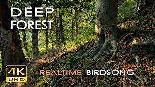 4K Deep Forest - 8 Hours NO LOOP Birdsong - Robin & Blackbird Singing - Relaxing Nature Ambiance