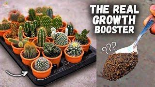 How to Make Fertilizer For Cacti & Succulents at Home? (EASY INGREDIENTS)