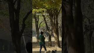 공원의 2023년 마지막 가을, 색채가 흩날리는 순간  #가을풍경 | 서울숲