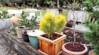 Easy Potting Techniques for Growing Conifers in Pots |  Dwarf Conifer Container Gardening