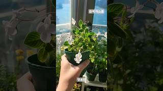 정말 영롱한 흰색 삭소롬 #식물 #식물키우기 #바다 #힐링 #베란다정원 #plants #삭소롬