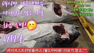 자광 자참 숭어 도다리 자연산횟감 물량폭탄 6/17일 04시반 정규라이브(월~토)️Only one 새롭고 싸고 다양한 노량진수산시장 새벽 쇼핑을 돕는 정규생방송(Live)운영~