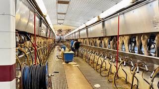 162 MIL LITROS DE LECHE CON 3600 VACAS LECHERAS 