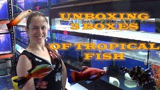 UNBOXING 3 BOXES OF FISH (OVER 1K$!)
