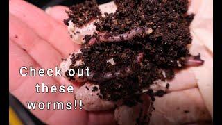 Red wigglers Vs Indian blue worms | Breeding compost worms