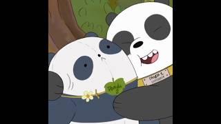panda bear