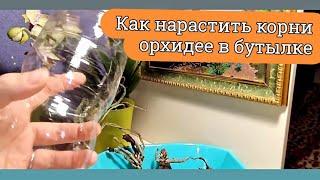 Реанимация орхидей. Как нарастить корни? Подарила себе орхидею 