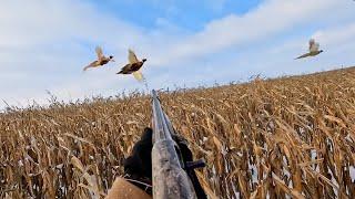 Pheasant Hunting With My Dog For The First Time!