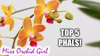 Top 5 favorite Phalaenopsis Orchids (hybrids)