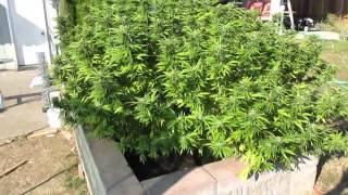 Marijuana Effects: Hindu Kush