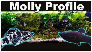 Molly Fish Care and Breeding: Let's Clear up All The Confusion!