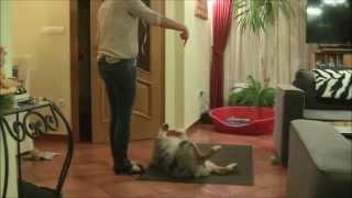 100tricks100days # 18 day Paws up and baing / Kezeket fel és puff