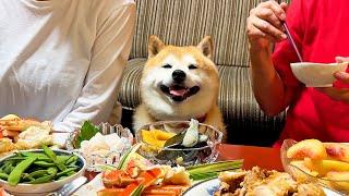 Shibe naturally attends the summer party at Grandma's house and enjoys it more than anyone else.