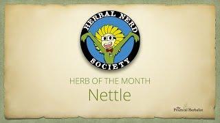 The Practical Herbalist - Herb of the Month: Nettles