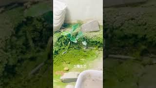 国内没有新料过来的日子，翡翠玉石界凉凉！雕刻台都长青苔了，