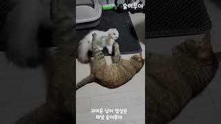 요놈들아 그만 좀 싸워!