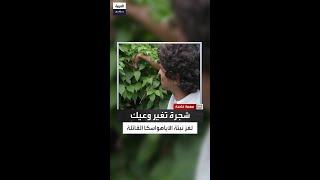 كرمة غامضة تحتاج 7 سنوات لتنضج.. وتُغلى وسط طقوس روحية في الأمازون