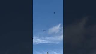 Buzzard attack caught on video #shorts