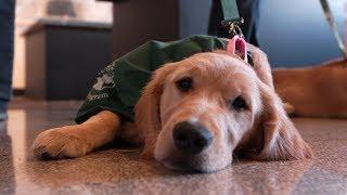 United — Puppies at Newark liberty international airport