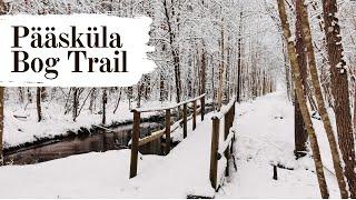 Winter Wonderland: A Peaceful Walk in Pääsküla Bog Trail | Pääsküla raba matkarada | Estonia