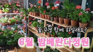 꽃멍하기 딱 좋은 6월의 밤 |밤베란다 #제라늄