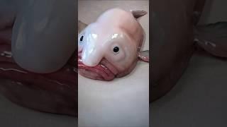 The Truth: The Blobfish Isn’t Ugly!  #shorts