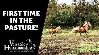 FIRST TIME IN THE PASTURE! // Versatile Horsemanship