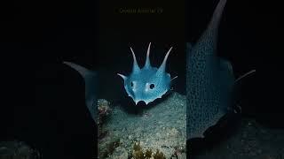 Docuseries: Ocean Portal #foryoupage #fypp #underwatercreatures #deepsea #fish #undersea #sea #ship