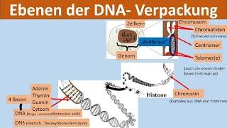 DNA-Verpackung [Chromosom, Chromatin, Nukleosom, Histon, DNA, Basen]   [Biologie, Genetik]