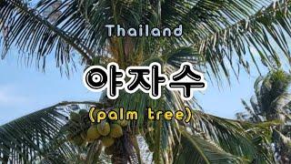  야자수(palm tree)  #야자수 #코코넛 #thailand