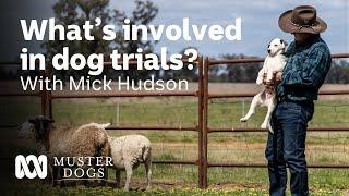 What’s involved in dog trials? With Mick Hudson | Muster Dogs | ABC Australia | ABC Australia