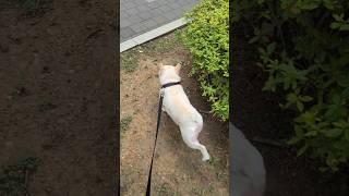 하이톤 리액션을 해줘야 좋아하는 찰리 저 이상한 사람 아니예요️ #리액션 #정상 #아기돼지 #건강하자 #컨디션최상 #소중한시간 #관종