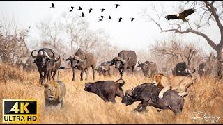 4K African Wildlife: Experience The Most Beautiful Wildlife of Kissama National Park With Real Sound