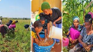 African peanuts are ripe. All the peanuts have been dug up today. I wish you all the best.