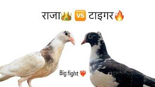 राजा  टाइगर|| कोण जिकणार चार कबुतरा ️|| Big fight ️‍ || #pigeon #kabutar #jatin #tiger