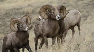 2017 Wild Sheep Foundation Mission Video