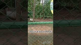 ostrich at zoo #ostrich #zoo #viral #trending #subscribe #youtubeshorts