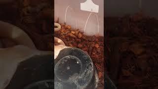 monocled cobra البينو كوبرا