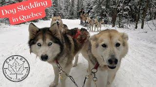 Dog Sledding in Quebec, Canada!