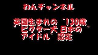 【わんチャンネル】英国生まれの“130歳”ビクター犬 日本の“アイドル”認定