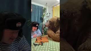 Russian playing chess #crazyrussiandad #russia #russian #russians #chess #bear #comedy