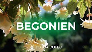 Pflanzung von Begonienzwiebeln in Töpfen│DUTCH-BULBS.COM