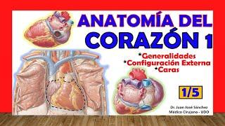  HEART Anatomy 1/5 - Generalities, Faces and External Configuration