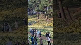 서산 유기빙 수선화 관광객 인산인해.  살맛나는서산