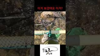기분 좋은 순간 Fishes(Striped Shinner,Zacco platypus,Swiri,Spine loach) flock into the Skimming-Net.