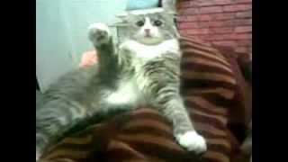 кот нацист