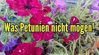 Was Petunien nicht mögen - Diese PFLEGEFEHLER  solltest du unbedingt VERMEIDEN bei Petunia